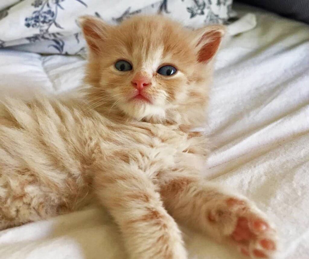 50-cute-cat-names-for-male-female-cat-kitten-cute-funny-cats
